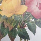 Planche botanique de Roses de P.J Redouté encadrée