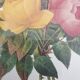 Botanical plate of Roses by PJ Redouté framed