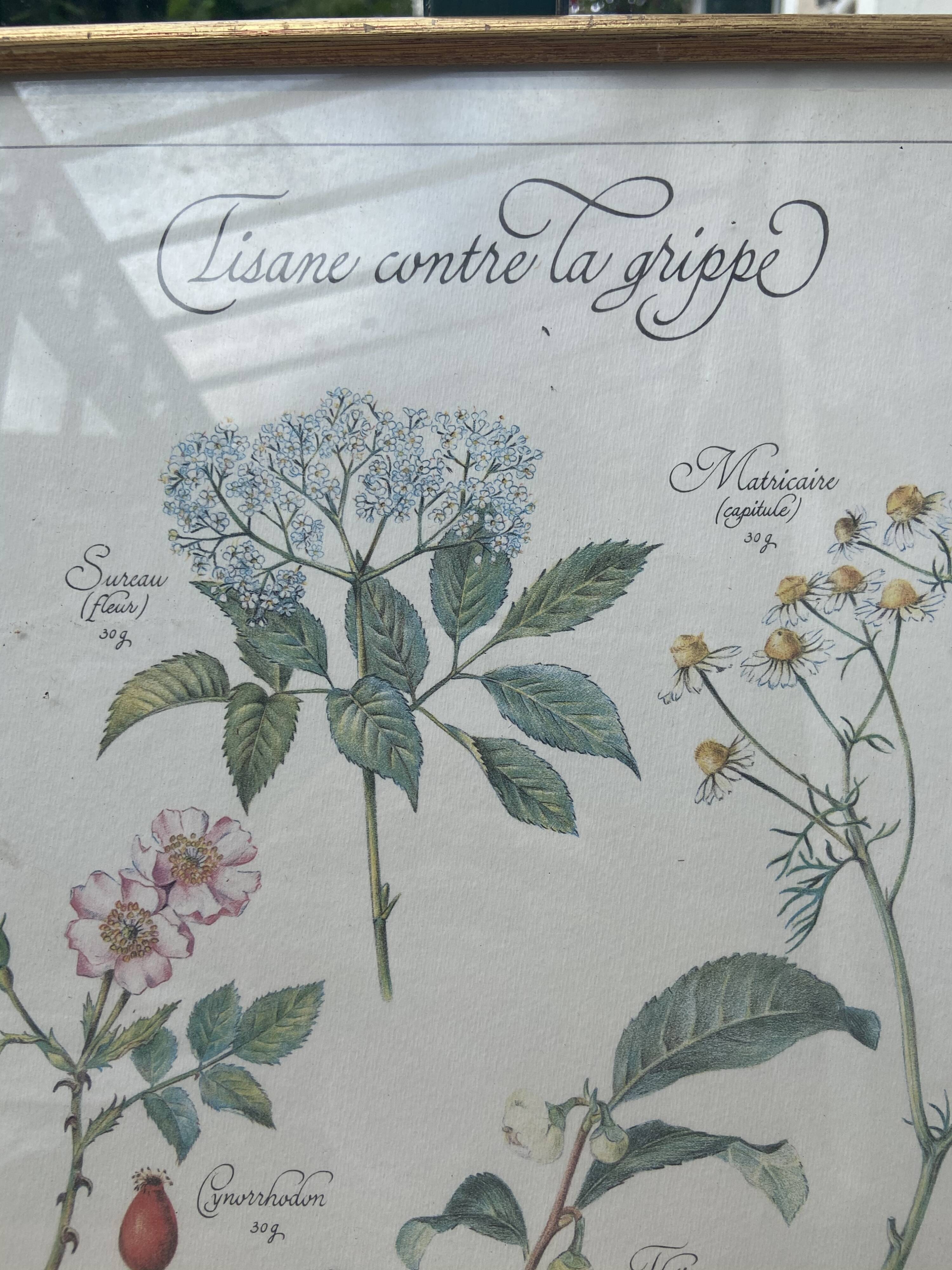 Tisane botanical plank against the flu