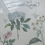 Tisane botanical plank against the flu