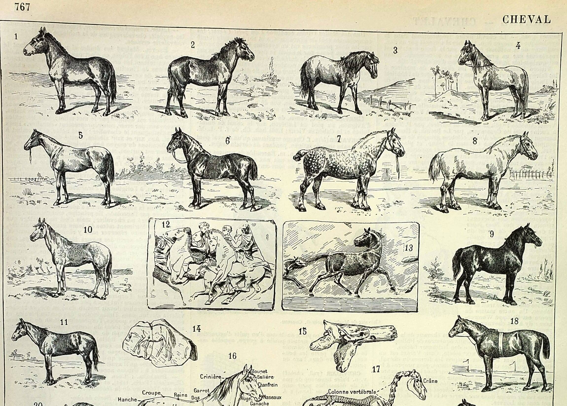 Antique engraving 1897 A. Millot - Horse, horses, breed, anatomy, race