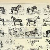 Antique engraving 1897 A. Millot - Horse, horses, breed, anatomy, race