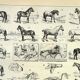 Gravure ancienne 1897 A. Millot - Cheval, chevaux, race, anatomie, course