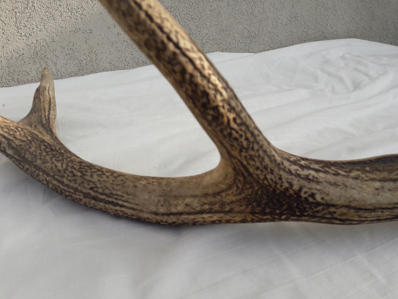 Deer antlers