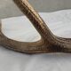 Deer antlers