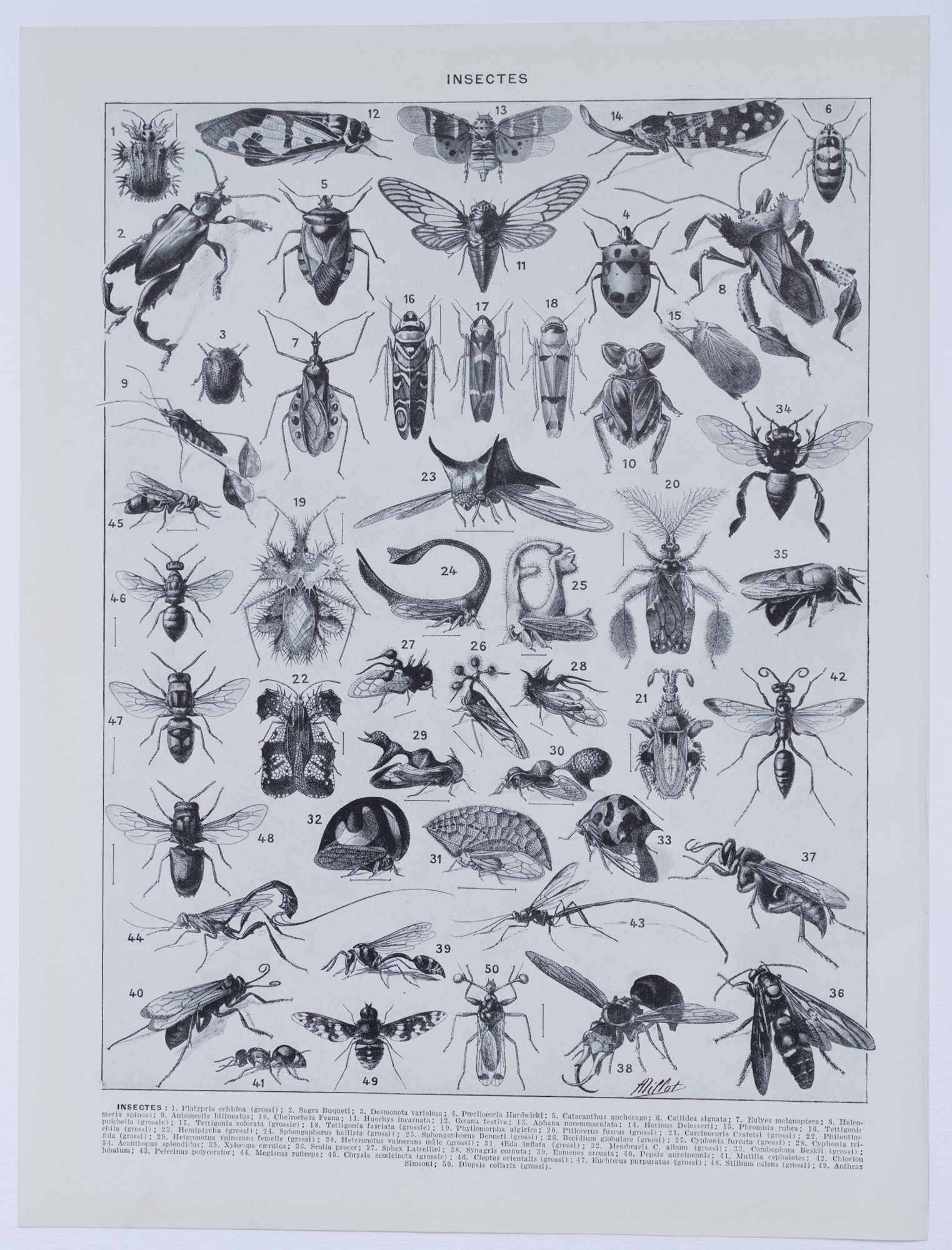 Original plate from 1930: insects, the art of scientific detail.