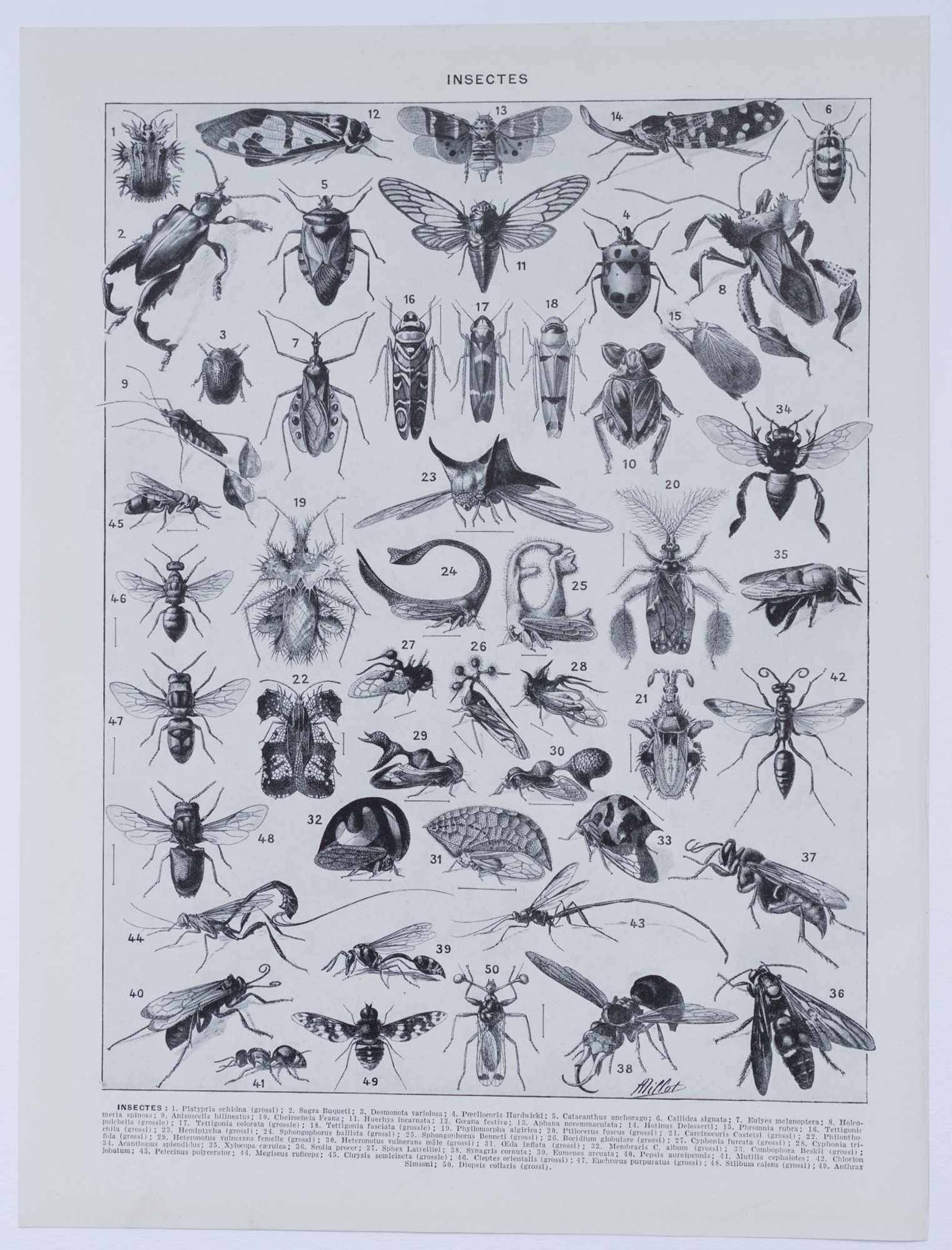 Original plate from 1930: insects, the art of scientific detail.
