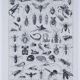 Original plate from 1930: insects, the art of scientific detail.