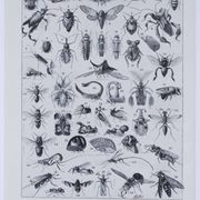 Original plate from 1930: insects, the art of scientific detail.