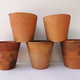 Terracotta seedlings