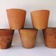Terracotta seedlings