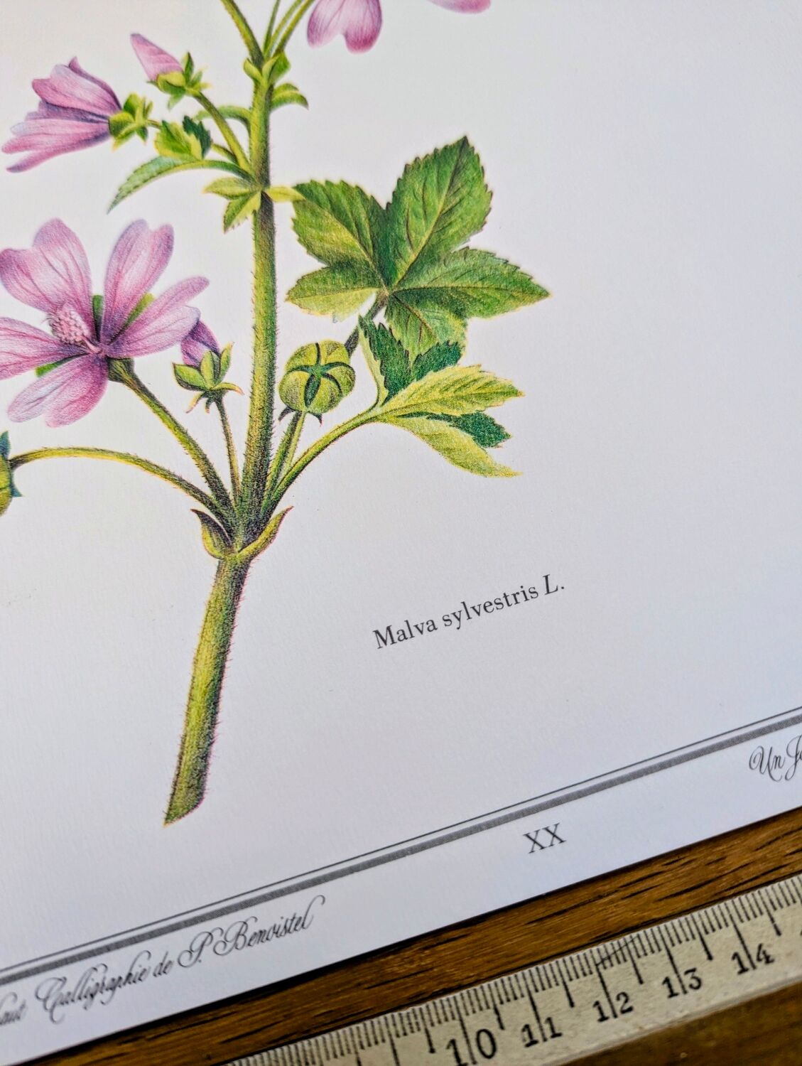 Printed in 1986, the Mauve. Vintage Botany.