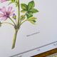 Printed in 1986, the Mauve. Vintage Botany.