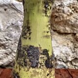 Ceramic vase