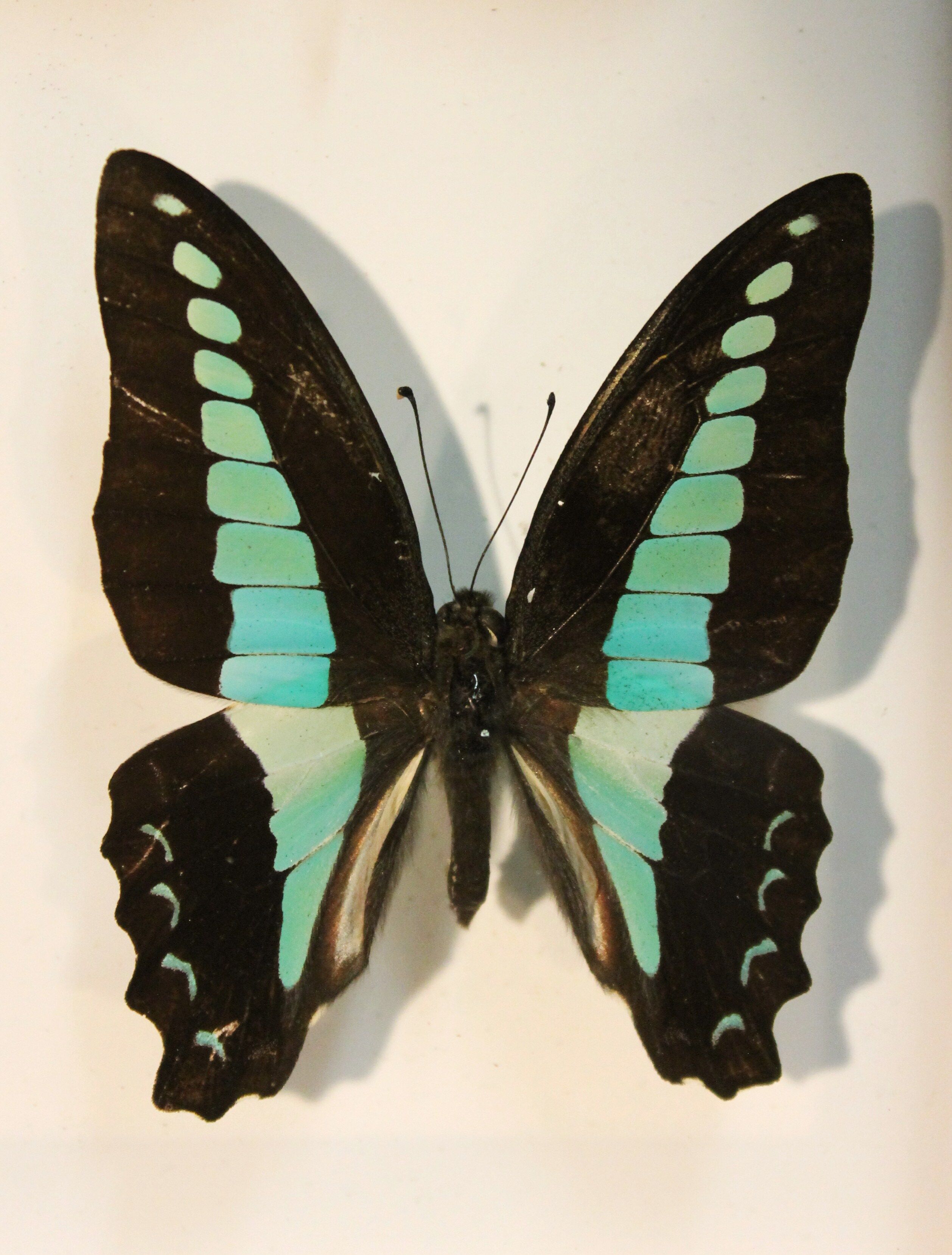 Framework set of 6 butterflies