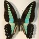 Framework set of 6 butterflies