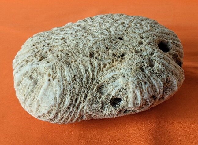 Coral seashell brain