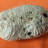 Coral seashell brain