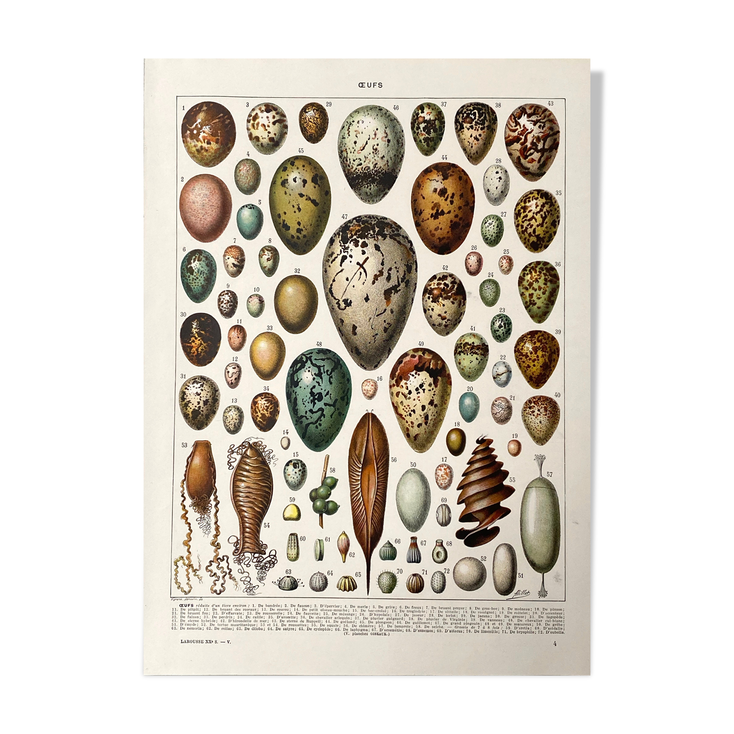 Old illustration Millot "eggs"