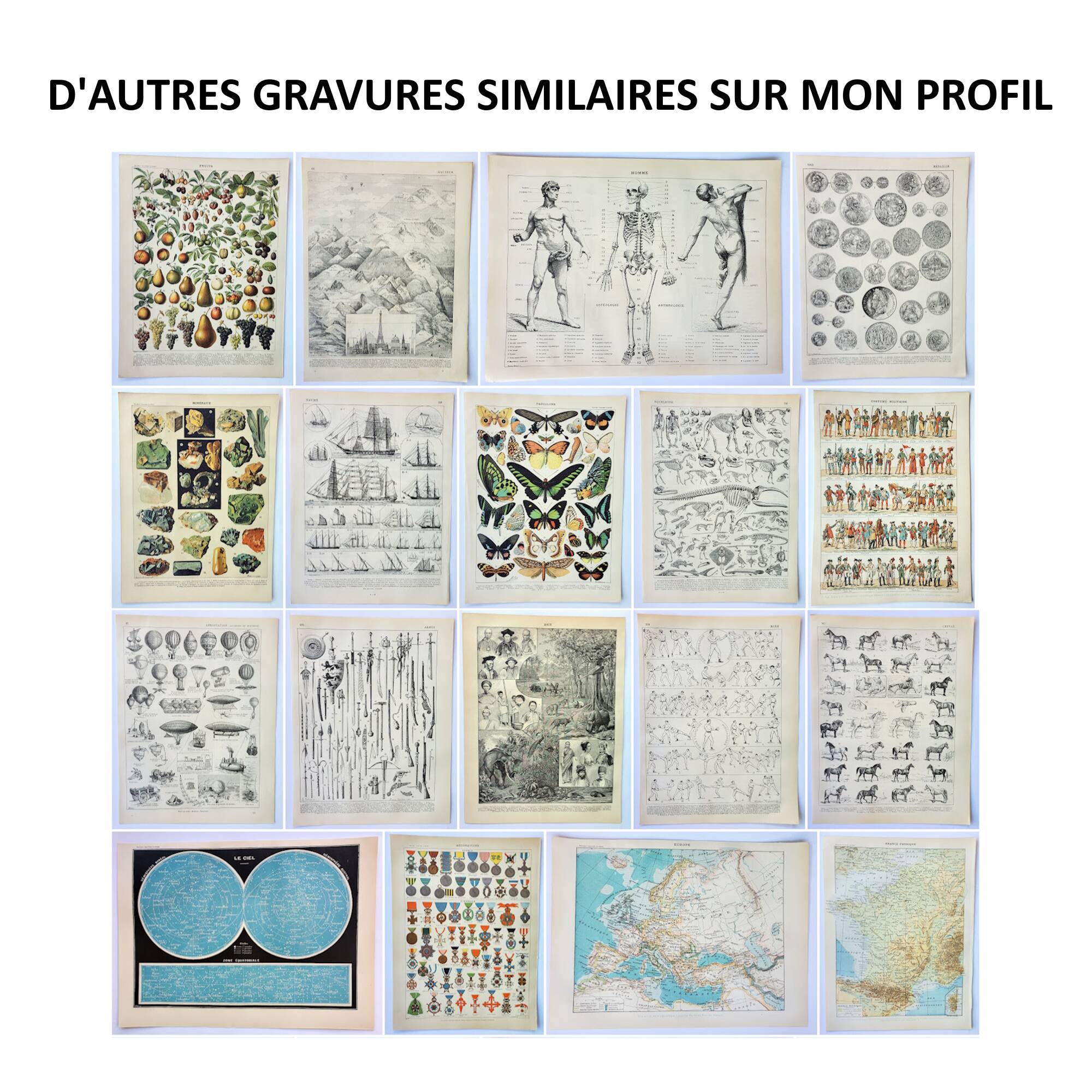 Old engraving 1898, Exotic butterflies, insects • Lithograph, Original plate