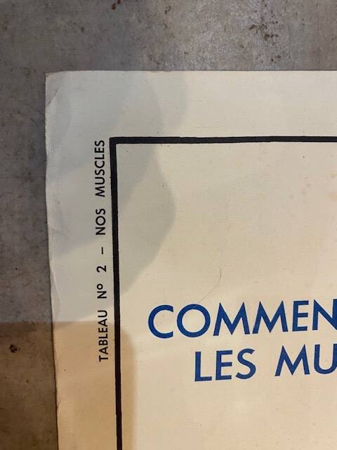 Old educational school poster the human body and muscles table n°1