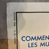 Old educational school poster the human body and muscles table n°1