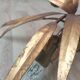 Golden leaf chandelier