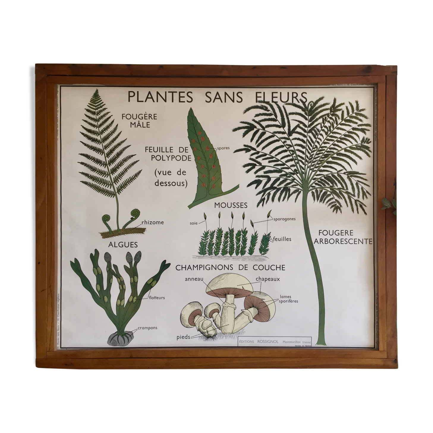 Educational poster Rossignol flower-free plants and plant classification years 60