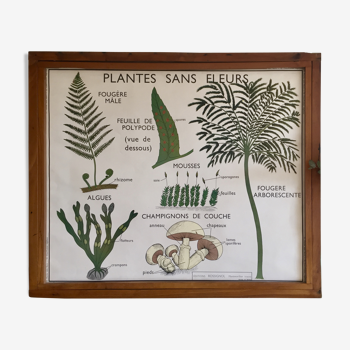 Educational poster Rossignol flower-free plants and plant classification years 60