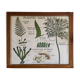 Educational poster Rossignol flower-free plants and plant classification years 60