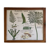 Educational poster Rossignol flower-free plants and plant classification years 60