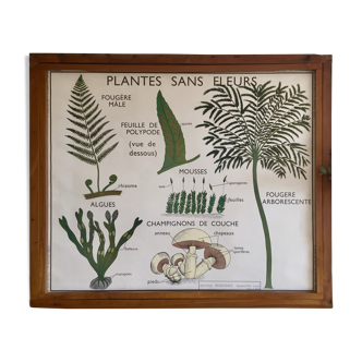 Educational poster Rossignol flower-free plants and plant classification years 60