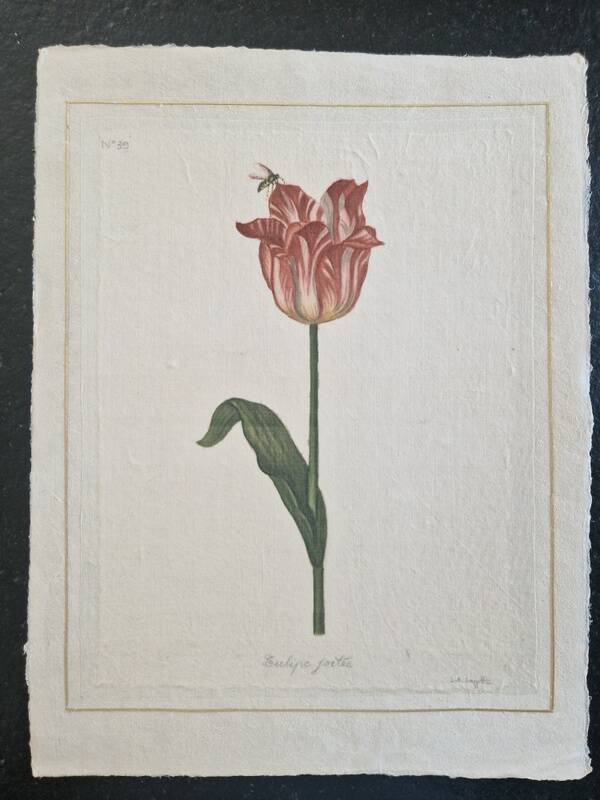 La Roche Laffitte (Born in 1943) - Watercolour drawing on silk - Tulip