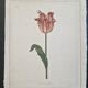 La Roche Laffitte (Born in 1943) - Watercolour drawing on silk - Tulip