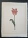 La Roche Laffitte (Born in 1943) - Watercolour drawing on silk - Tulip