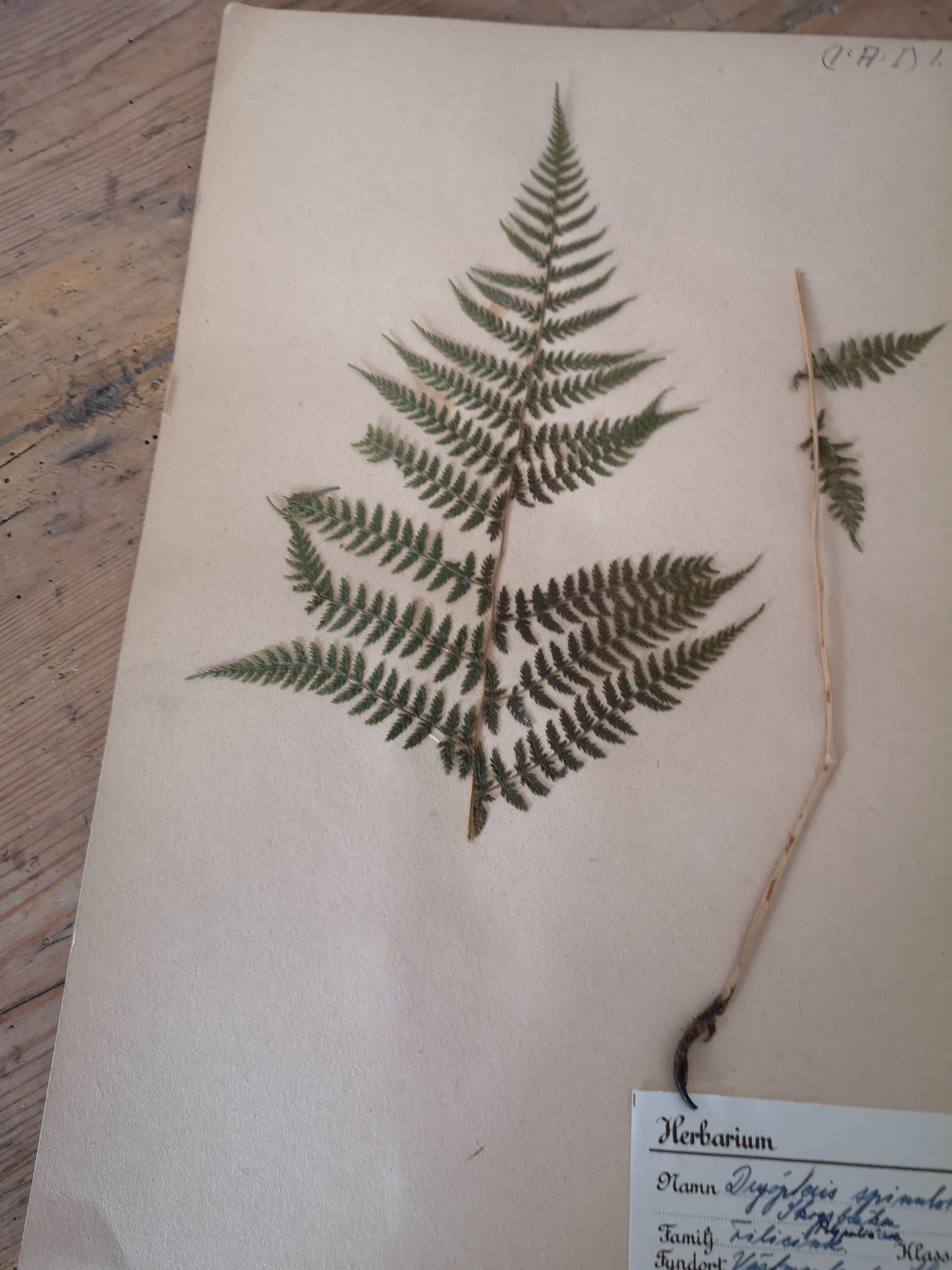 Anders's herbarium - ancient Swedish herbarium board