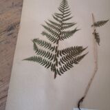 Anders's herbarium - ancient Swedish herbarium board