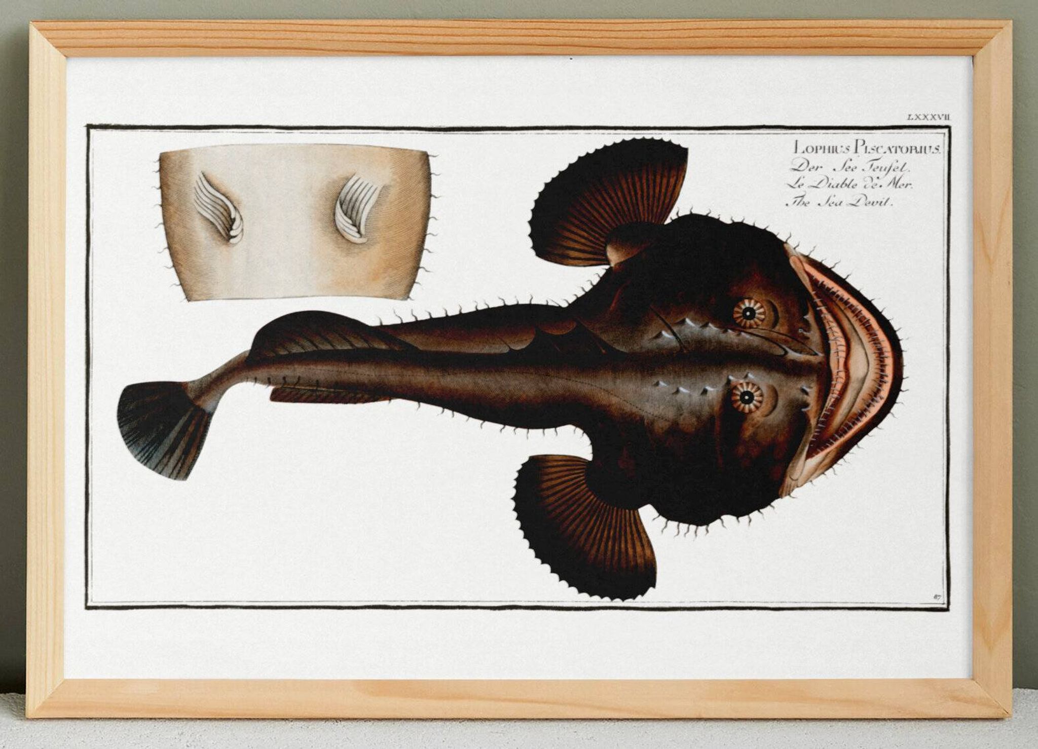 Poster about the anglerfish, based on an old engraving from 1746.