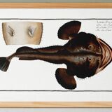 Poster about the anglerfish, based on an old engraving from 1746.