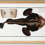Poster about the anglerfish, based on an old engraving from 1746.