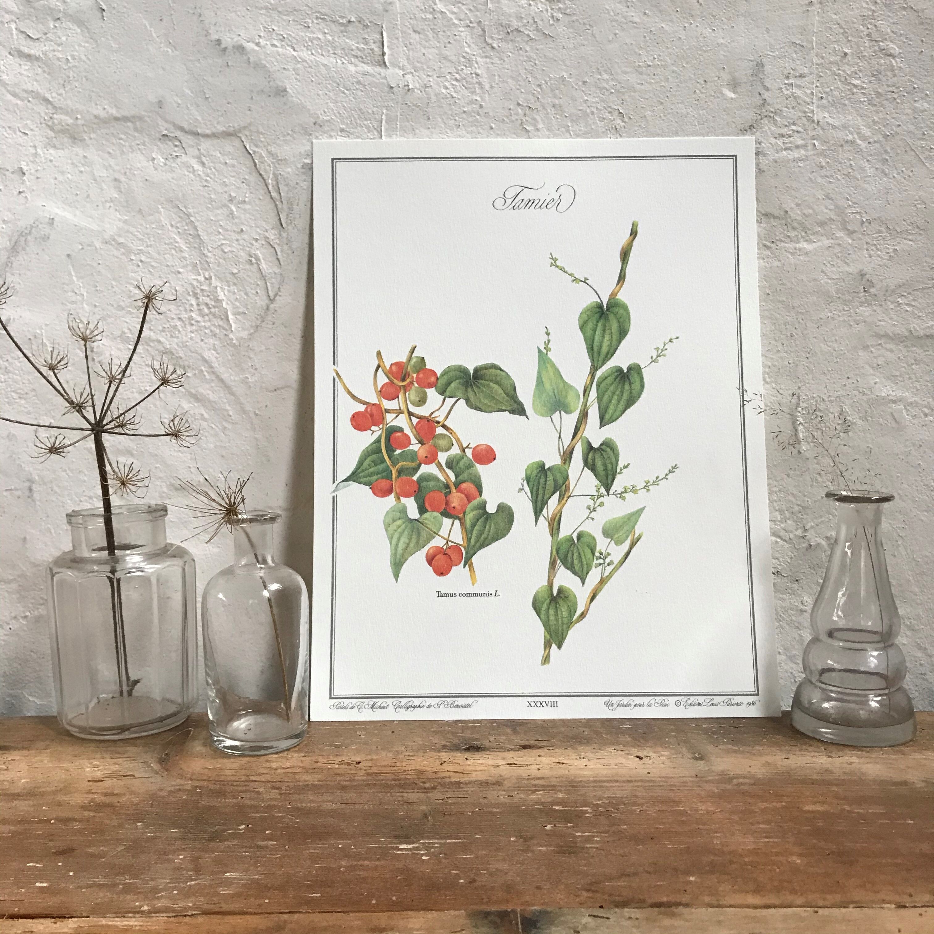 Botanical board the Tamier