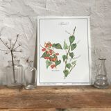 Botanical board the Tamier