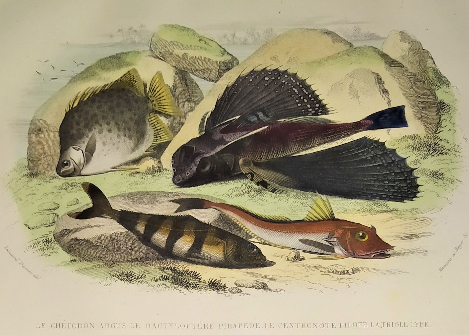 Original zoological plate of 1839 " the chetodon argus,...,...,...