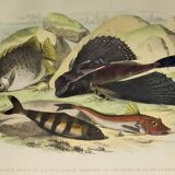 Original zoological plate of 1839 " the chetodon argus,...,...,...