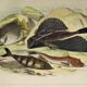 Planche zoologique originale de 1839 " le chetodon argus,...,...,...