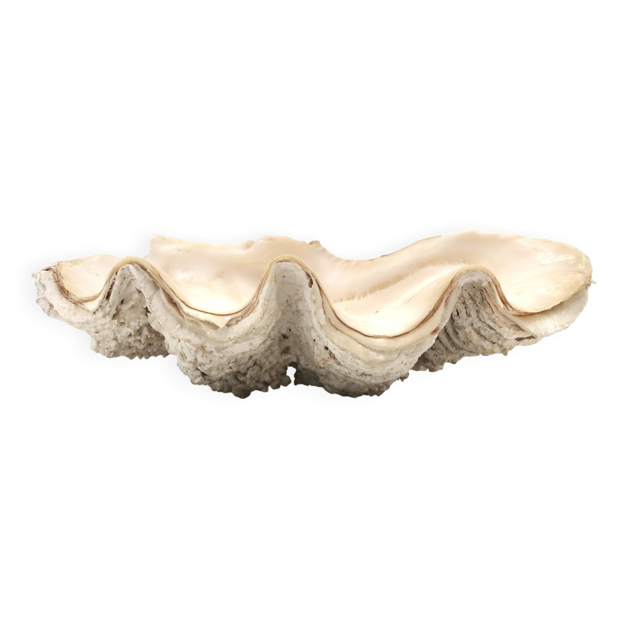 Holy water stoup shell emptier, 1970s