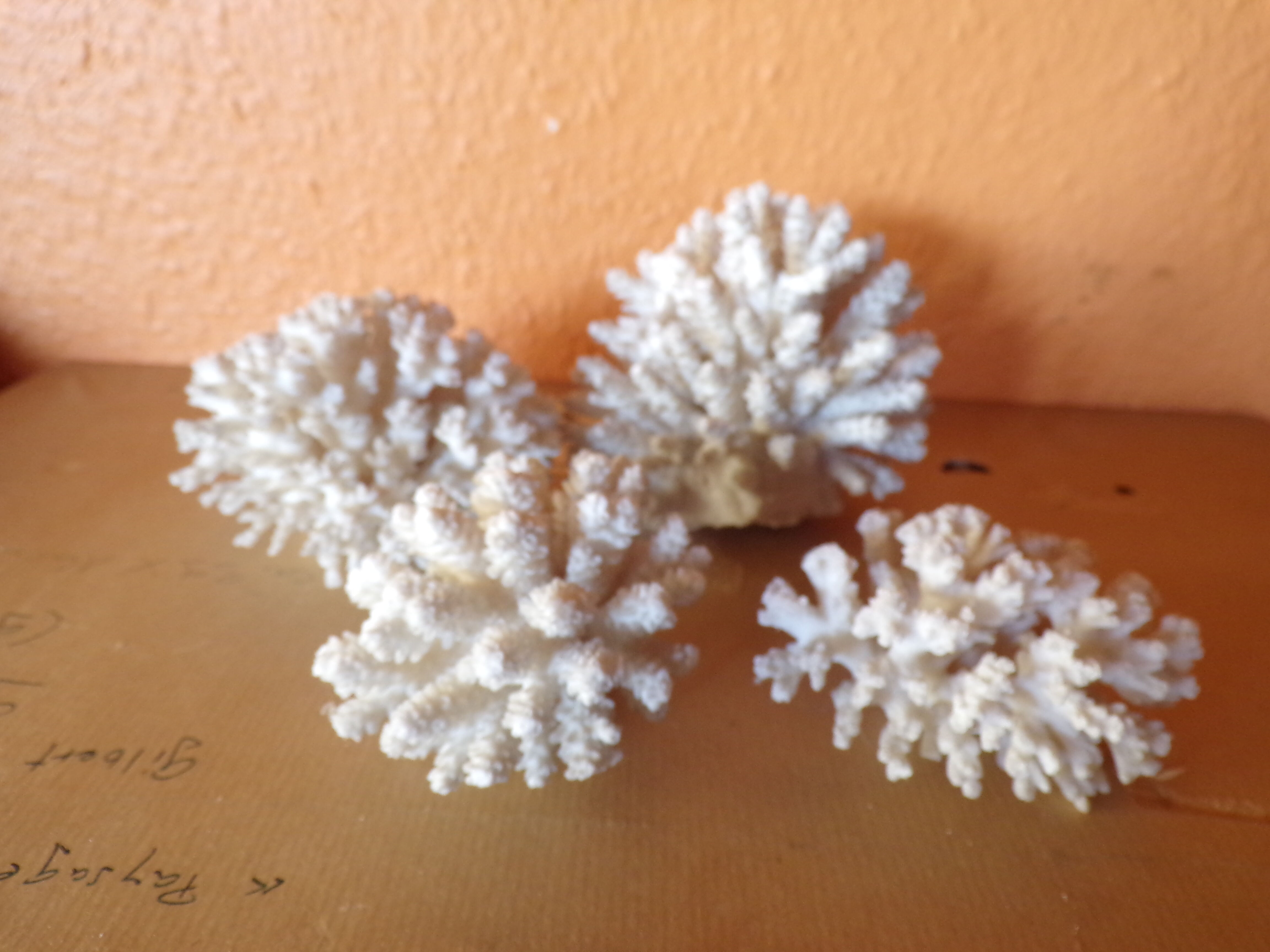Lot of ancient natural white corals