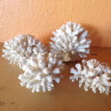Lot of ancient natural white corals
