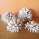 Lot of ancient natural white corals
