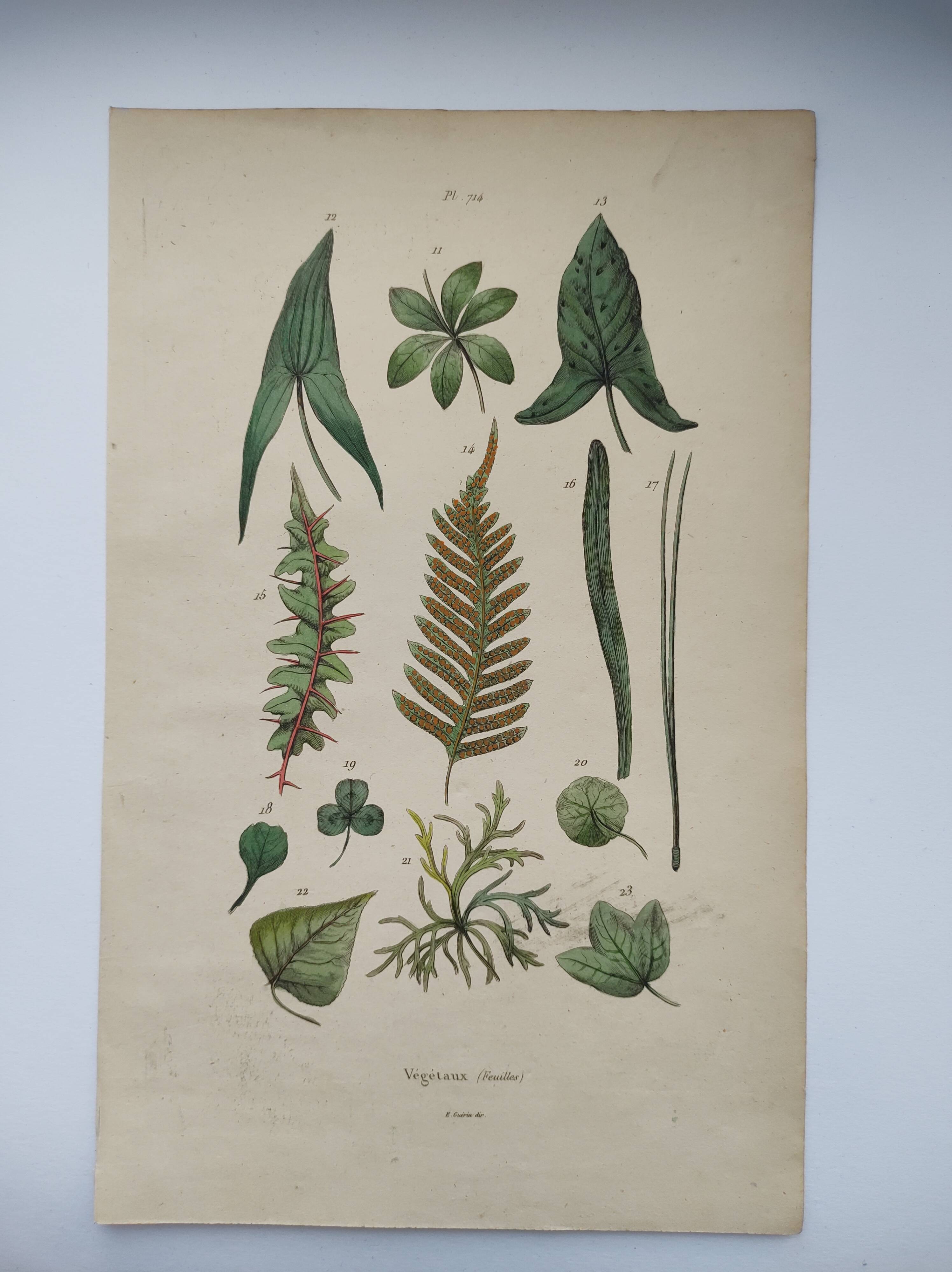 Botanical plate - plant leaves - Old hand-colored engraving from 1839
